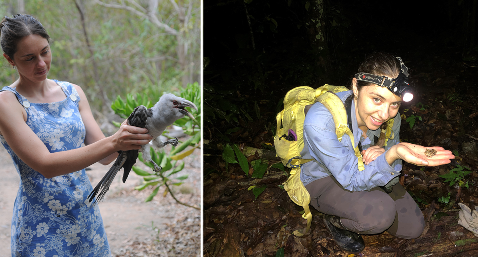 Scientist April Reside is pictured left and right out in the Australian bush. In one image she holds a channel-billed cuckoo, and in the other a Amazonian Ceratophrys frog.