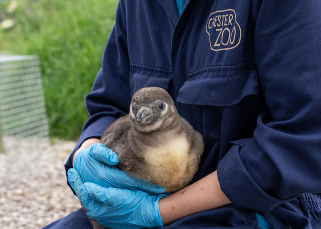 Eleven Penguin Chicks Hatch At Chester Zoo - The Most To Emerge During ‘Hatching Season’ At The Zoo For More Than A Decade