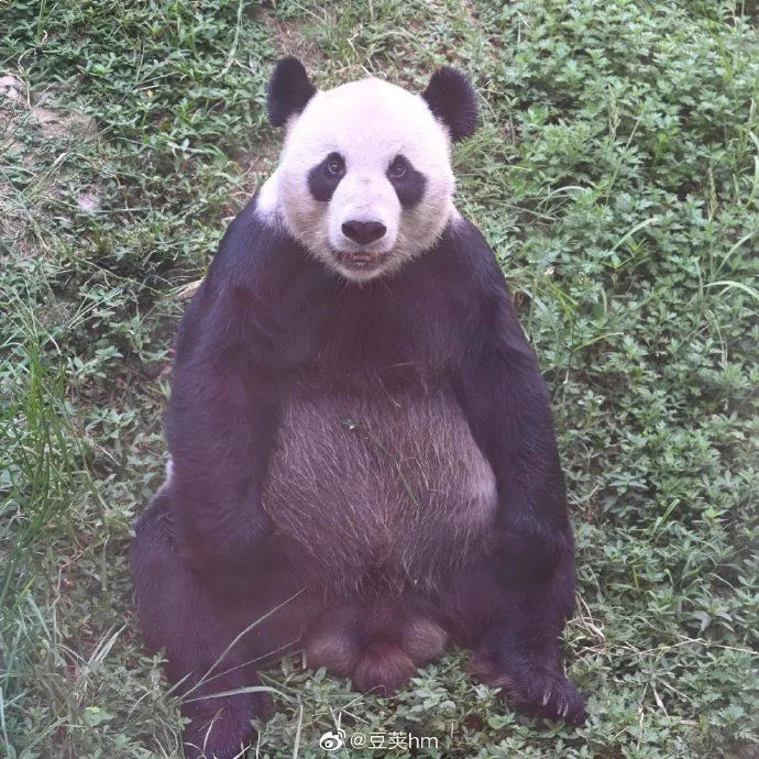 ▲大貓熊團團來台之前曾短暫被命名為「華靈」，甚至還有一個雙胞胎弟弟「美靈」。（圖／翻攝自微博）