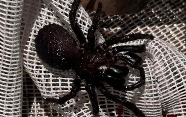 What is Australia's spider apocalypse? - Deseret News