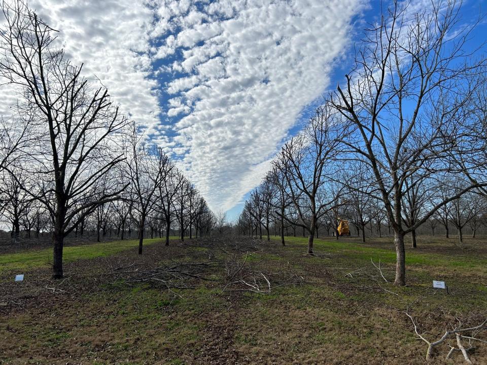 A clean line of hedge pruned pecan trees.