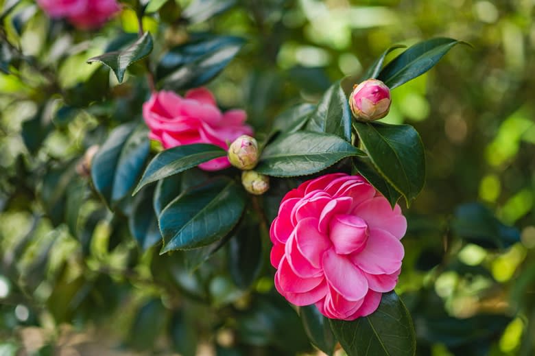坪林生態園區內的茶花有一百多個品種，花色花形豐富多變。圖片提供/新北市坪林區公所