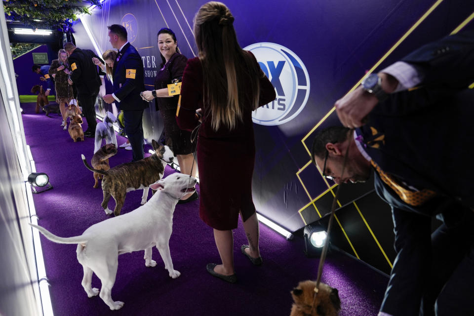 Dogs and their handlers line up before the terrier group competition at the 148th Westminster Kennel Club dog show Tuesday, May 14, 2024, at the USTA Billie Jean King National Tennis Center in New York. (AP Photo/Julia Nikhinson)