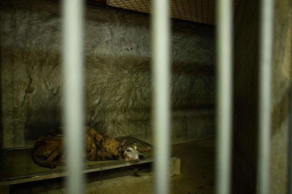 A greyhound rests in its cell-like kennel at the recently shut down Canidrome Club in August 2018. Source: Anthony Wallace/AFP/Getty Images