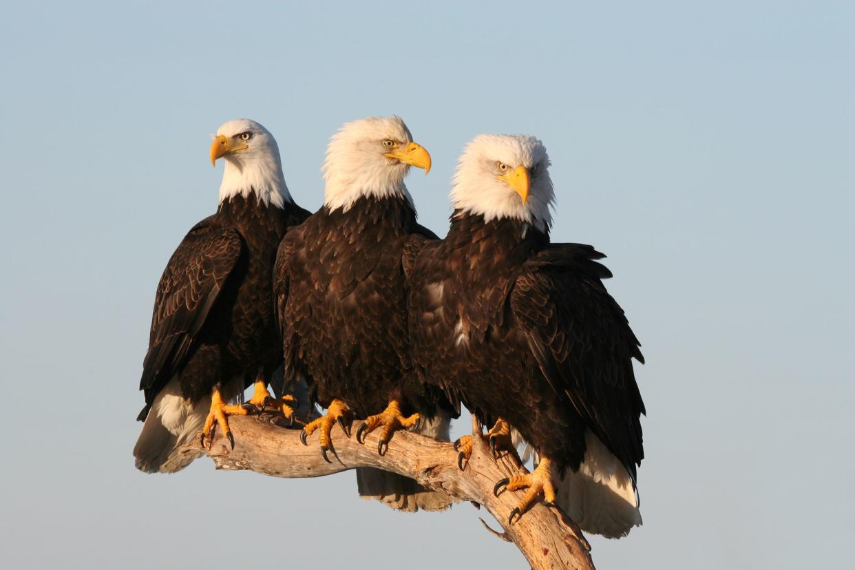 Bald Eagles crowd together on a single perch, observing the world below them, along the Alaskan coast.