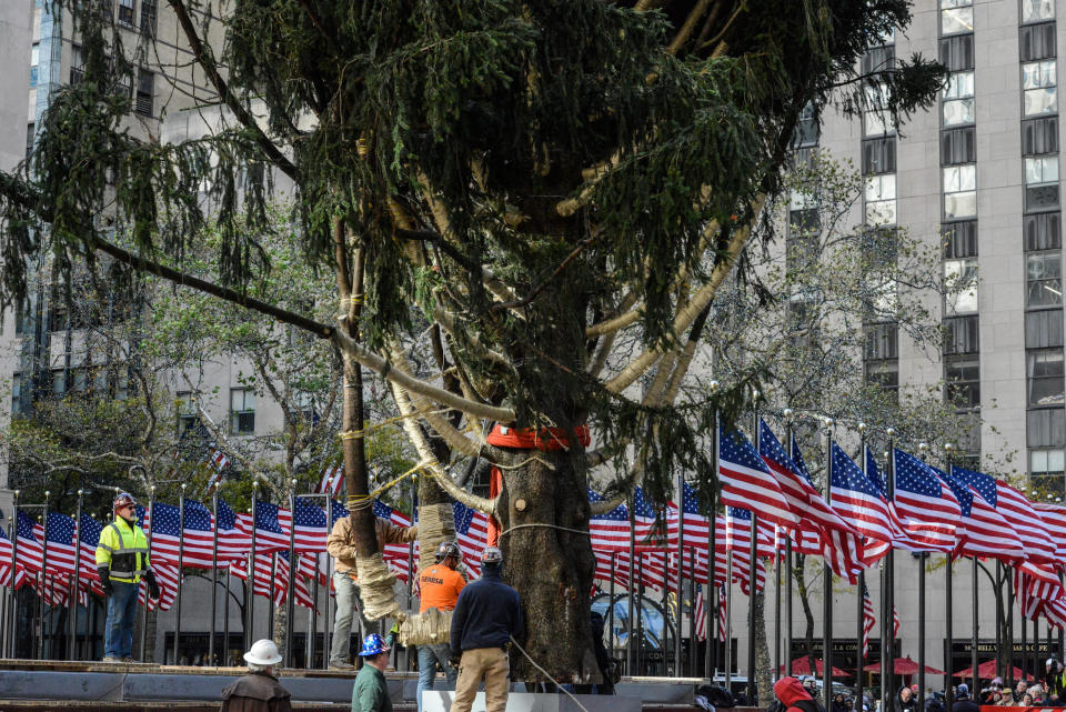 Workers place the Rockefeller Center tree on its base.