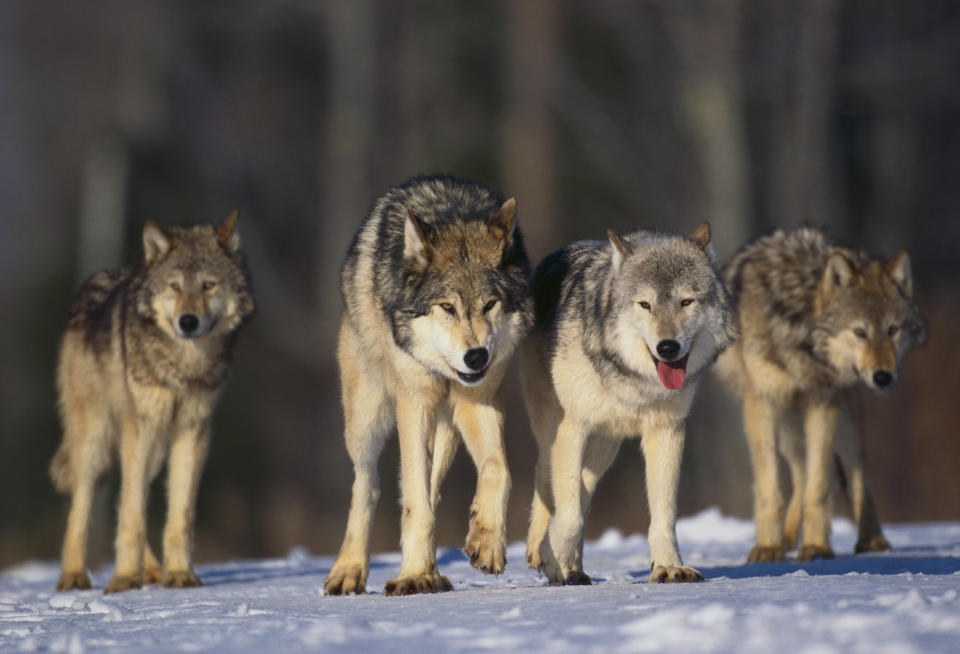Gray Wolf Pack in Snow