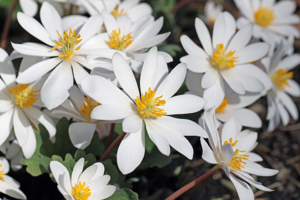 28) Bloodroot