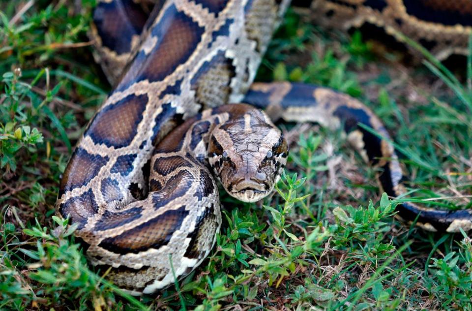 Eine burmesische Python sitzt am 25. April 2019 im Gras des Everglades Holiday Park in Fort Lauderdale, Florida. / Bildnachweis: RHONA WISE/AFP/Getty Images