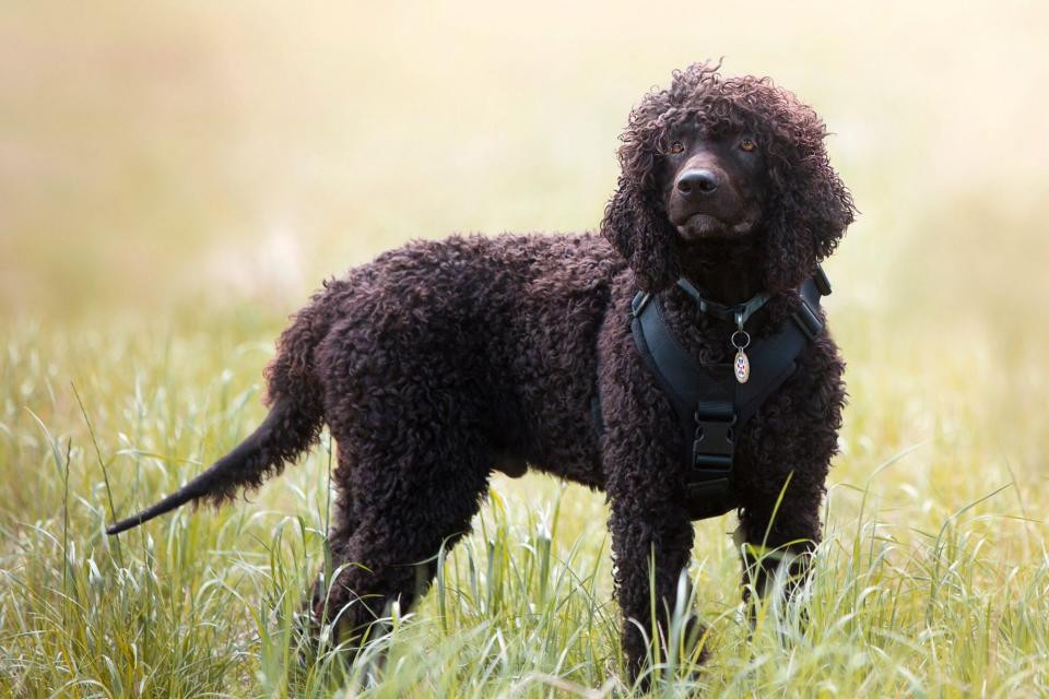  Irish Water Spaniel stand in a field of tall grass