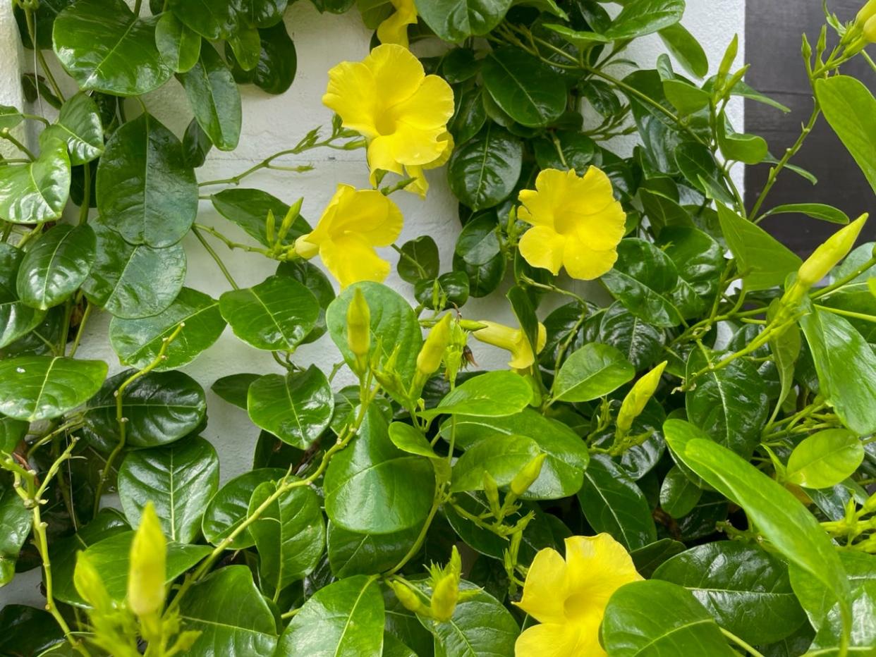 Wild allamanda, which works well for an arbor or arch over an entryway, fared well during Hurricane Ian.