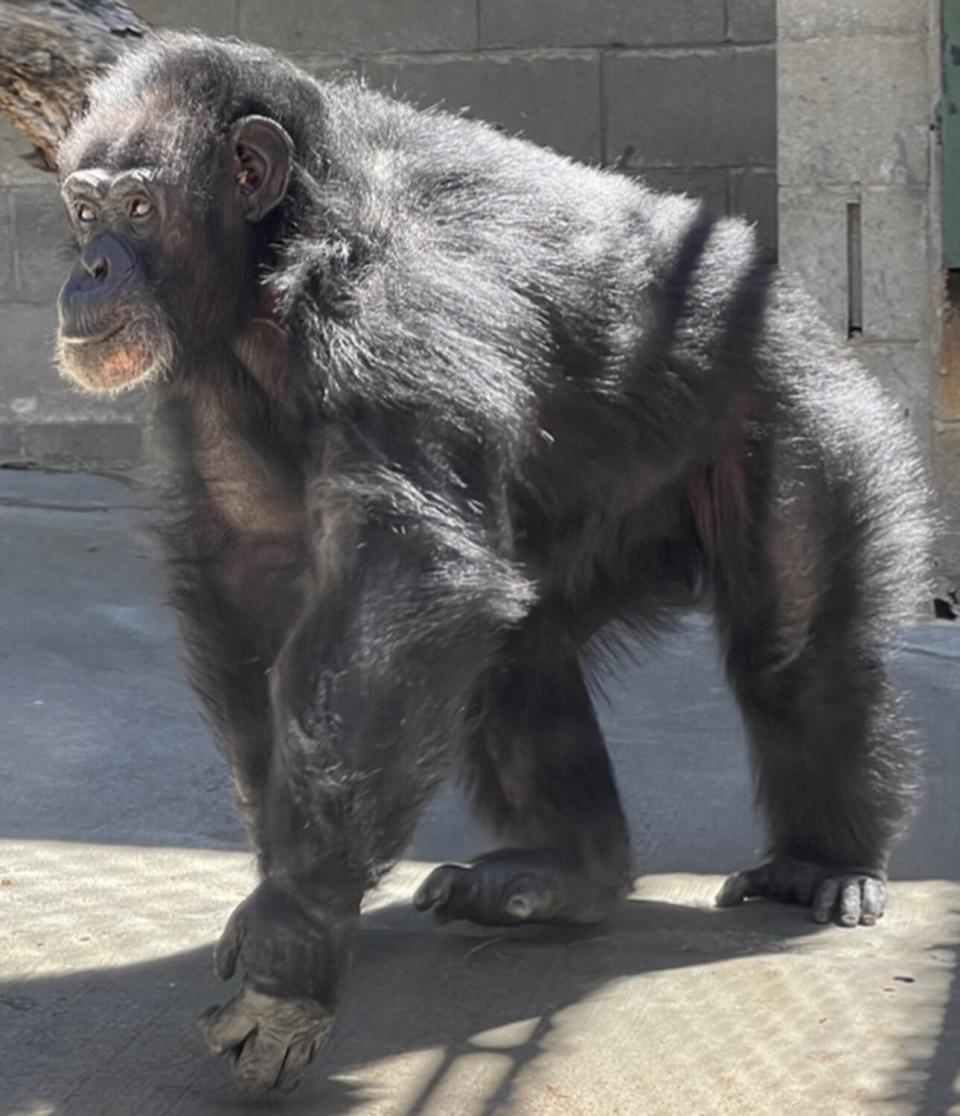 7 chimpanzees rescued from shuttered CA refuge