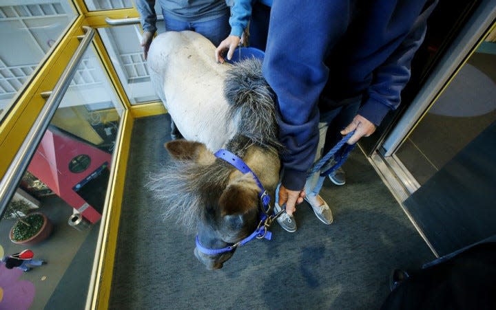 Victory Gallop therapeutic miniature horse Willie Nelson rides in the elevator at Akron Children's Hospital for his first visits with Akron Children's Hospital patients on May 1, 2018.