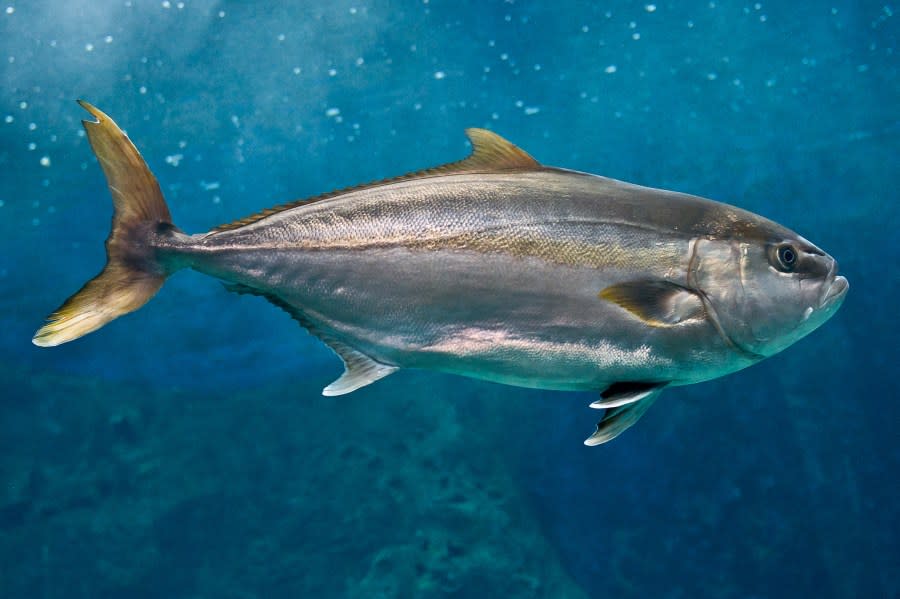 Greater amberjack swimming in the ocean. (Getty)