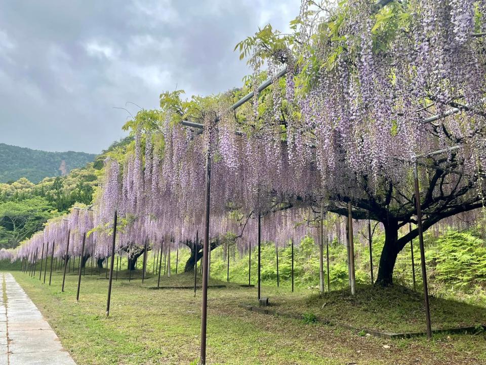 日本旅遊｜5大紫藤名所推介！足利花卉公園/白毫寺/世羅藤園/河內藤園紫藤園｜附祭典+點燈日期