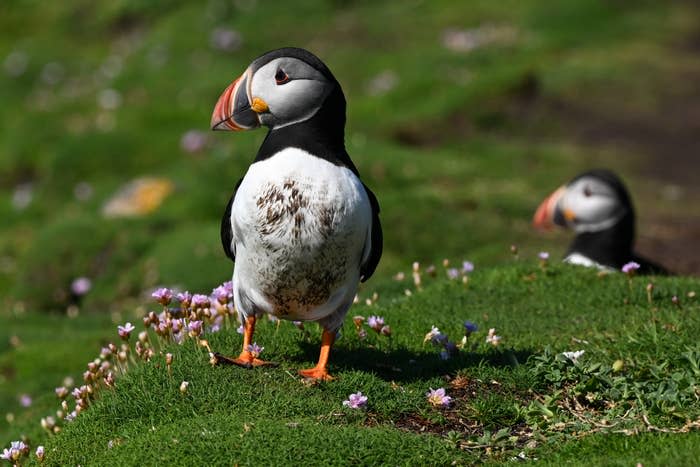 Two puffins on grassy terrain with flowers; one puffin stands in the foreground while the other peeks out from behind a mound in the background