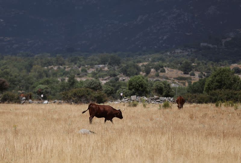 FILE PHOTO: Summer heatwave in Spain