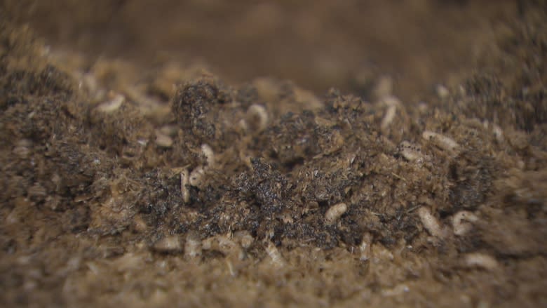 How to turn compost into food — through maggots