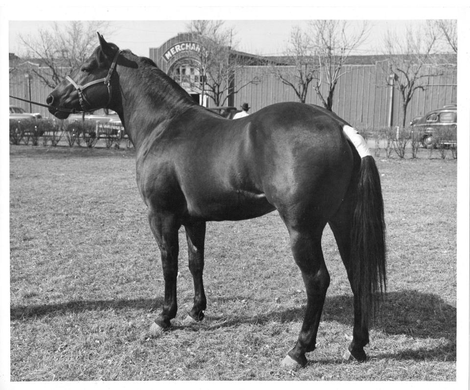 A prize horse is seen at the Tri-State Fair in this 1940s-era archival photo.