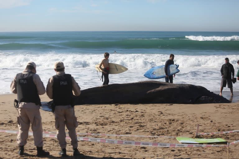 Apareció una ballena muerta en la playa del balneario Malibú de Mar del Plata