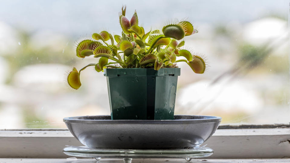 A Venus Fly Trap plant on a windowsill