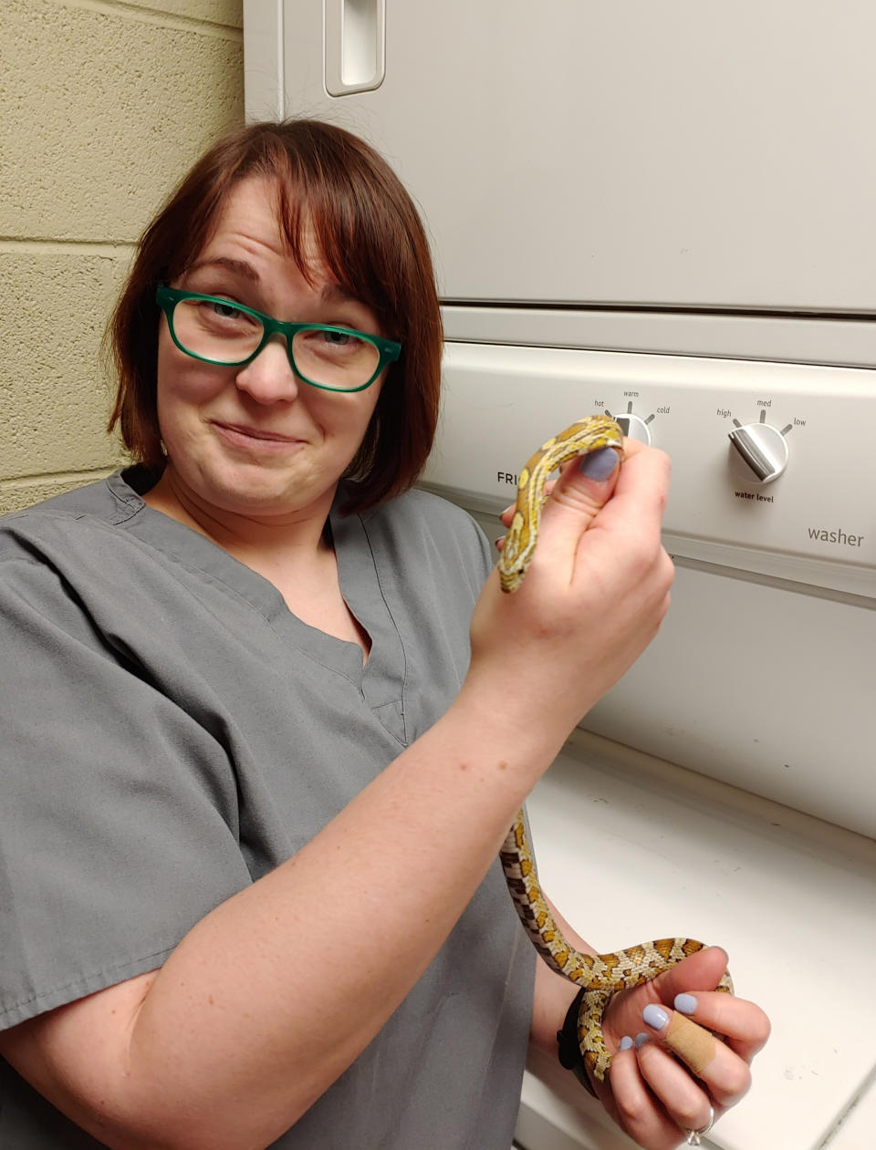 In this May 8, 2019, photo provided by Chicago Exotics, veterinarian Dr. Melissa Giese of Chicago Exotics Animal Hospital holds a corn snake at Chicago Exotics in Skokie, Ill. The snake was found in Sanela Kamencic's washing machine in Evanston, Ill., after surviving the wash cycle. Authorities removed it and took it to Chicago Exotics to be checked out. The snake is OK and was reunited with its owner, a 12-year-old boy who lives nearby. (Chicago Exotics via AP)
