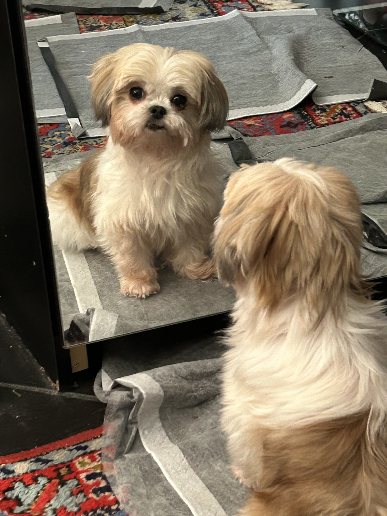 Peaches loves to admire herself in the mirror.