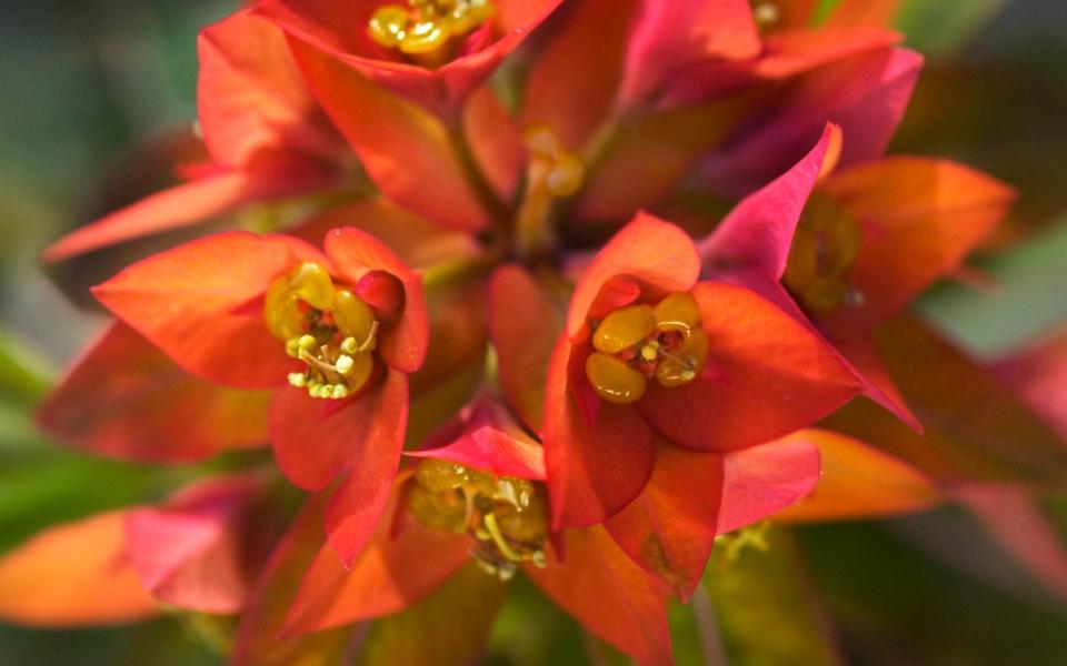 Euphorbia griffithii ‘Dixter’ - GAP Photos/Andrea Jones