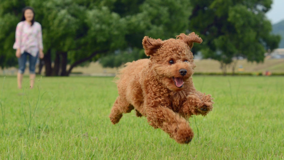 Puppy running owner in background