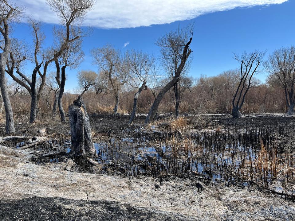 Charred trees stand in Palisades Ranch, a conservation area along the Mojave River, after a fire in March 2022.
