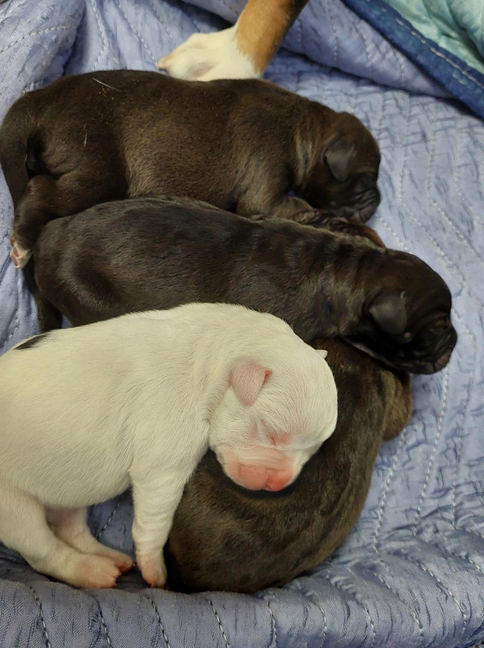 Puppies relocated to Paws Humane Society through FUR.