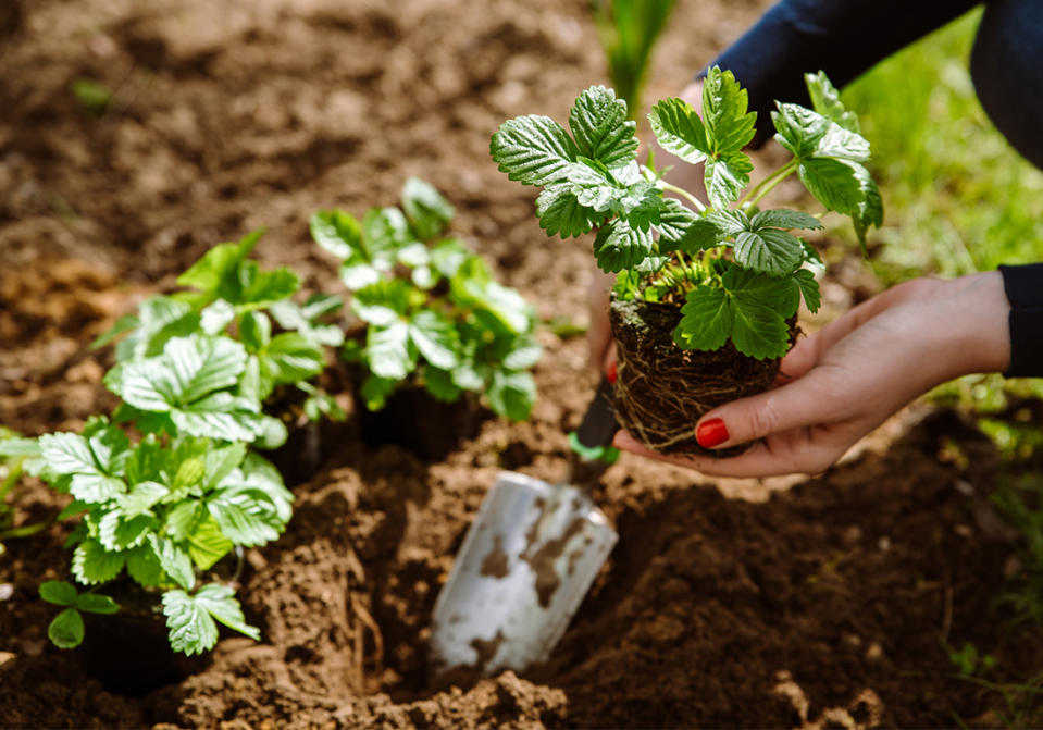 Comment planter un pied de fraisier en pleine terre ?