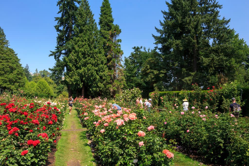 international rose test garden, portland, oregon