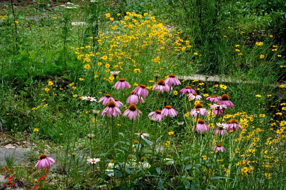 A home prairie with native flowers, including purple coneflower and Leavenworth's tickseed.