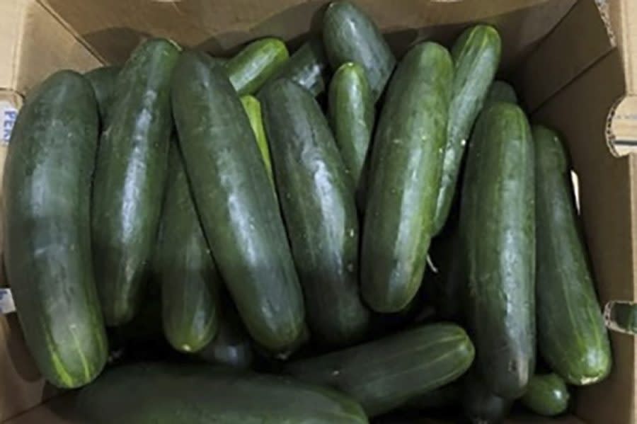 This undated photo provided by the U.S. Food and Drug Administration shows cucumbers in Florida recalled for salmonella. Untreated water used by Bedner Growers Inc. of Boynton Beach, Fla., is one likely source of salmonella food poisoning that sickened nearly 450 people across the U.S. this spring, federal health officials said Tuesday, July 2, 2024. (FDA via AP, File)