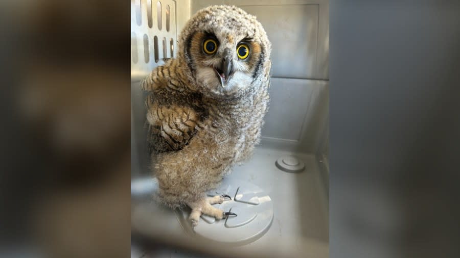 The Boulder Police Department said a great horned owl seemed to be “in good spirits” after she was hit by a car and rescued. (Boulder Police Department)