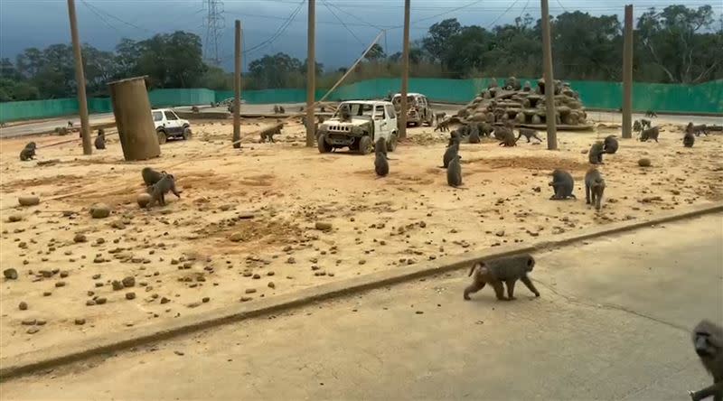 六福村共有15種靈長類動物，光東非狒狒就有156隻。（圖／翻攝畫面）