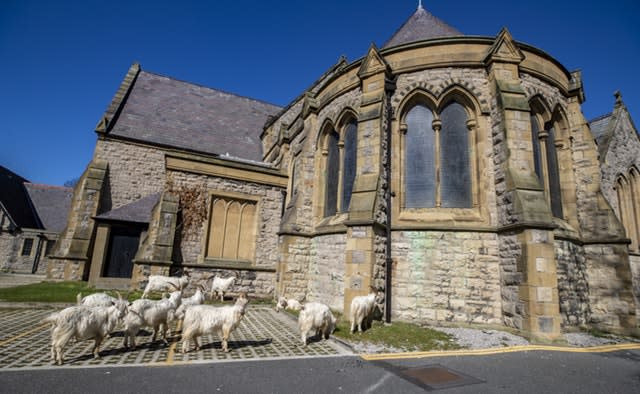 Some of the animals settled at a churchyard 