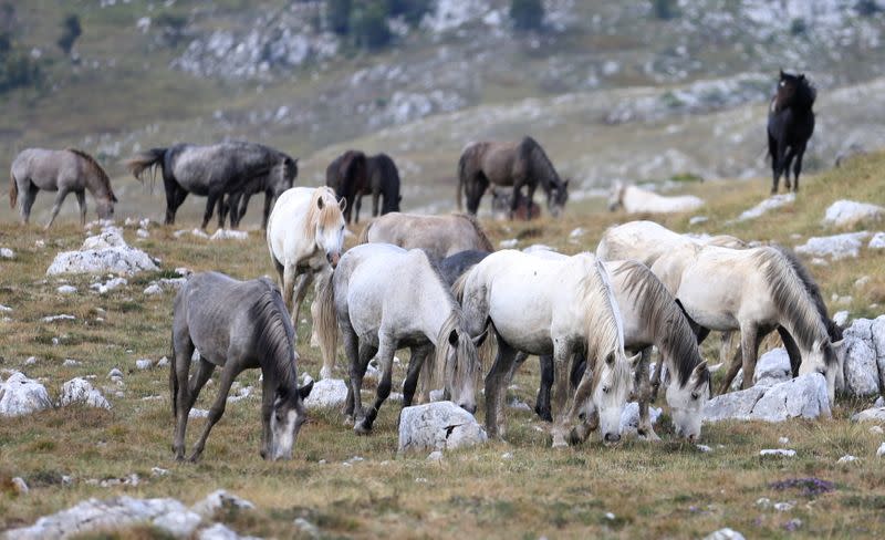 Wild horses graze the grass on Cincar Mountain near Livno