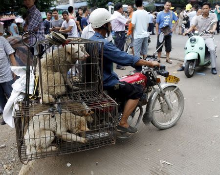 A dog vendor carries dogs in a cage on his bicycle in Dashichang dog market on the day of local dog meat festival in Yulin, Guangxi Autonomous Region, June 22, 2015. REUTERS/Kim Kyung-Hoon