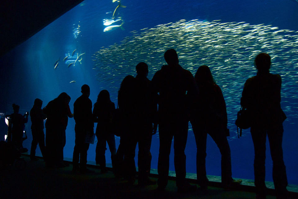 蒙特雷灣水族館 (Photo by Cam Vilay, License: CC BY 2.0, 圖片來源commons.wikimedia.org/wiki/File:Interior_Monterey_Bay_Aquarium_by_Cam_Vilay.jpg)