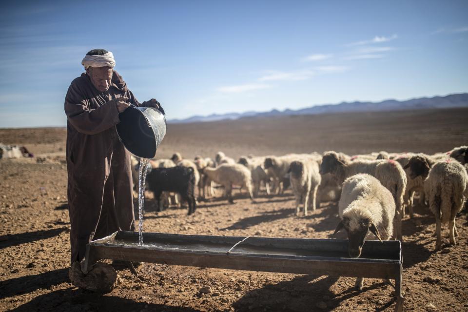 Hammou Ben Ady, a nomad, pours water for his sheep, near Tinghir, Morocco, Monday, Nov. 28, 2022. The drought forced him to rely on government handouts of fodder. (AP Photo/Mosa'ab Elshamy)