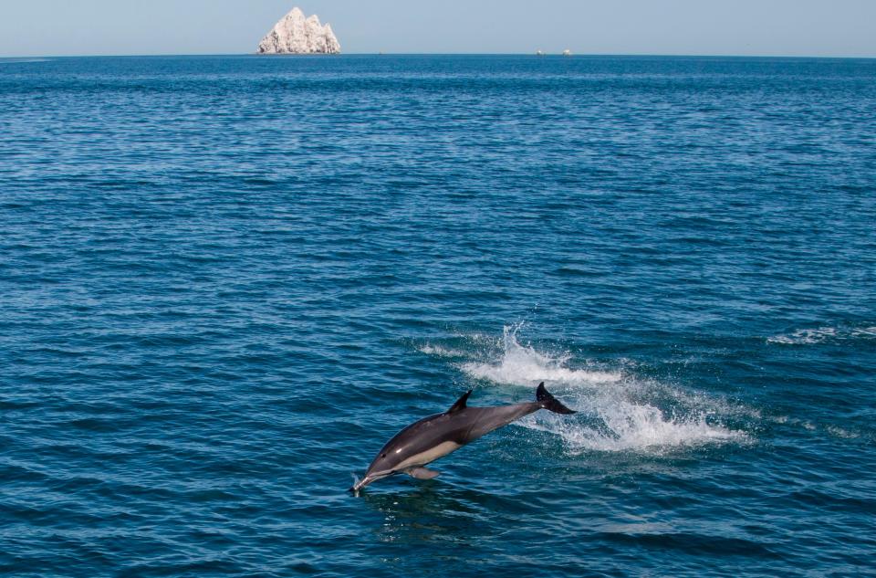 A dolphin leaps in the Cortes Sea in San Felipe, Baja California State, Mexico on March 18, 2016.  The Mexican Navy is carrying out an operation to arrest illegal fishermen using nets to catch the Totoaba macdonaldi fish, because the illegal gill-nets frequently trap the rare Phocoena sinus or "vaquita marina in Spanish - the world's smallest porpoise - which is endemic to the region and in danger of extinction.  / AFP / HECTOR GUERRERO / TO GO WITH AFP STORY by Laurent Thomet and Dennis Chong        (Photo credit should read HECTOR GUERRERO/AFP/Getty Images)