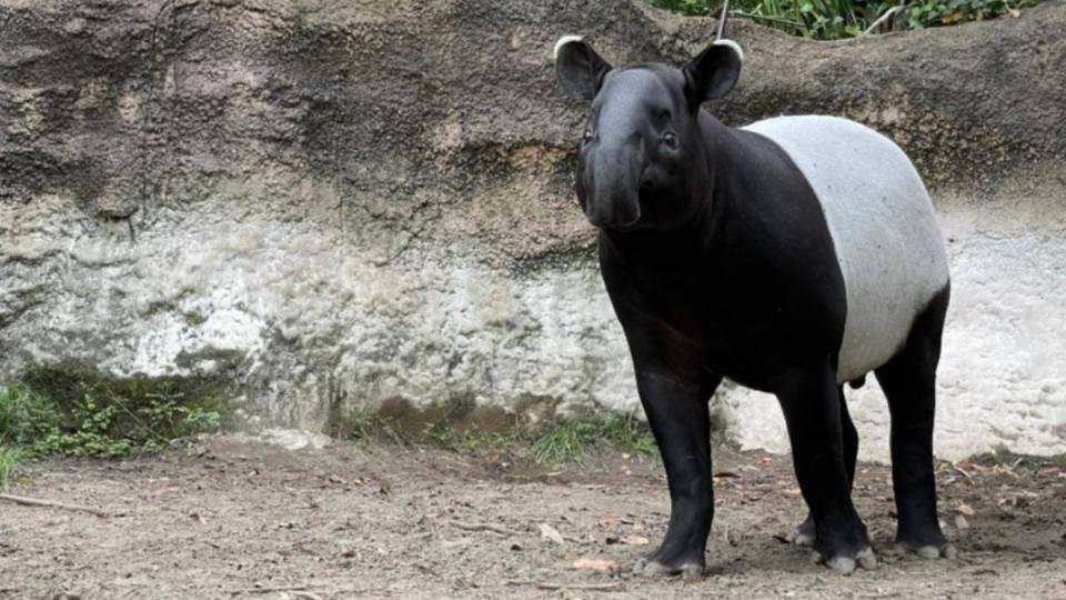 橫濱動物園2歲馬來貘英雄。（圖／翻攝自橫濱動物園Zoorasia官網）