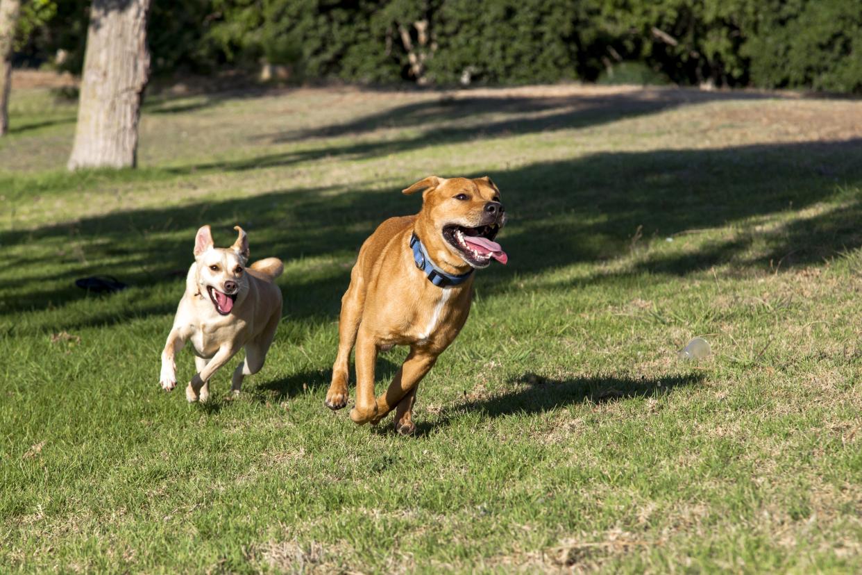 dogs playing