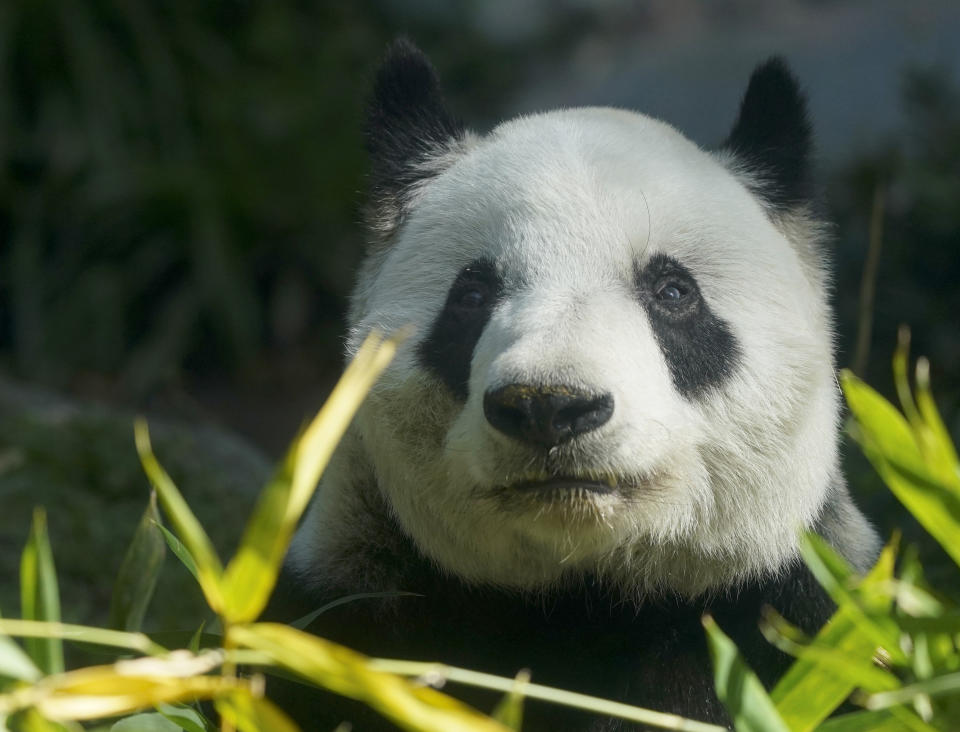 Xin Xin, el último panda gigante en Latinoamérica, sentado dentro de su recinto en el zoo de Chapultepec, en Ciudad de México, el 11 de noviembre de 2022. Décadas de estudio del zoo de Chapultepec han servido para cosechar un extenso conocimiento extenso, así como material genético -semen y tejido ovárico- que los científicos esperan que les permita continuar apoyando la conservación de los pandas incluso después de que Xin Xin deje de existir. (AP Foto/Fernando Llano)