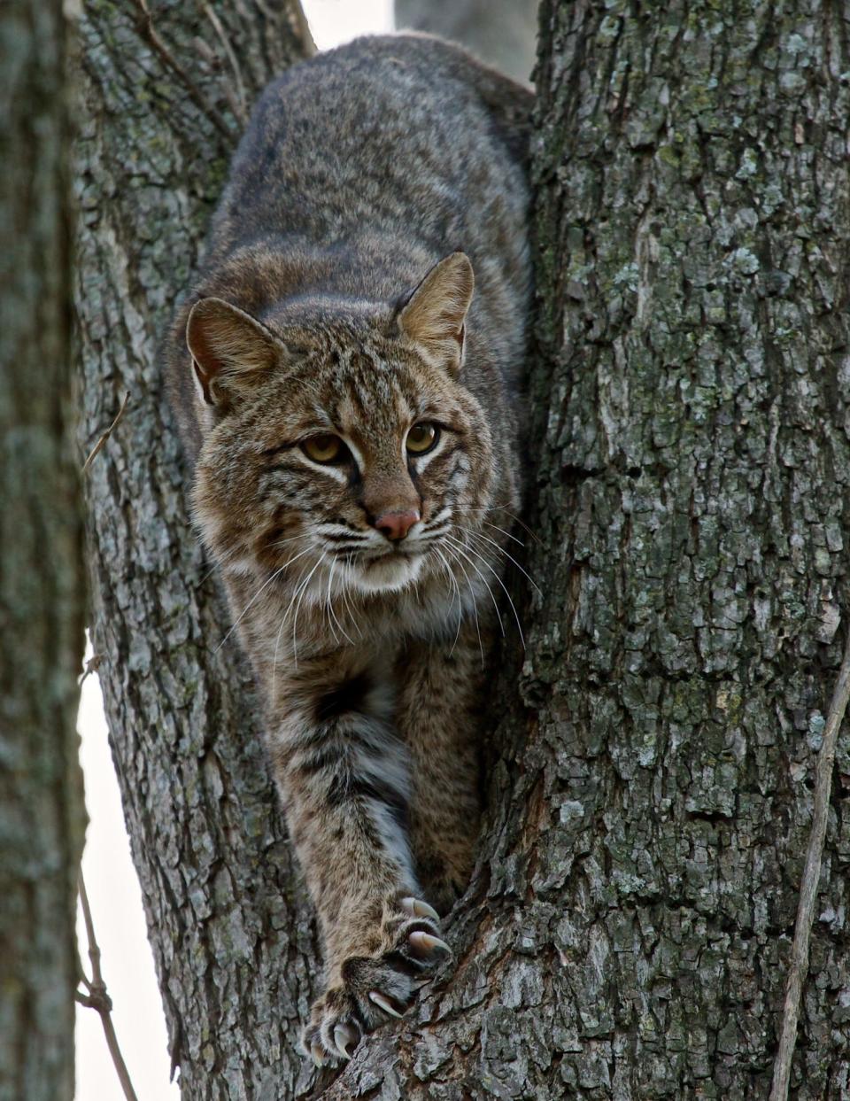 Bobcats are about twice the size of domestic cats. They are occasionally seen on Cape Cod, likely crossing the bridges to get here. Experts think we could see a larger population of the felines on the Cape in the years ahead.  This image, from the U.S. Fish and Wildlife Service, shows an off-Cape bobcat.