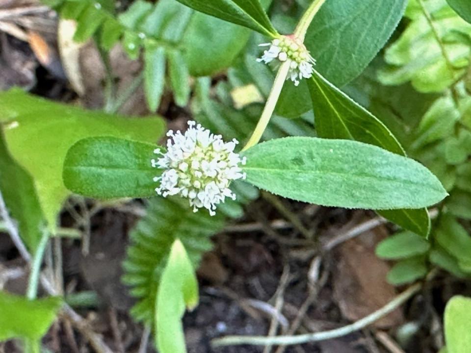 The fragrant flowers of Florida shrub thoroughwort attract butterflies.