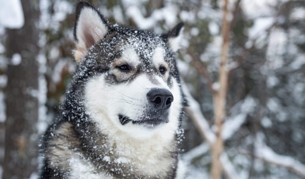 Native American Dogs