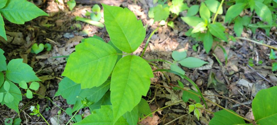 Poison ivy does always have three leaflets, but they may look different depending on the plant. Leaf shape and size vary, but a key identification feature is that the middle leaflet is larger than the outer two leaflets and is connected on a longer stalk with the other two leaflets connected closer to the petiole. Leaves can be many shades of green.